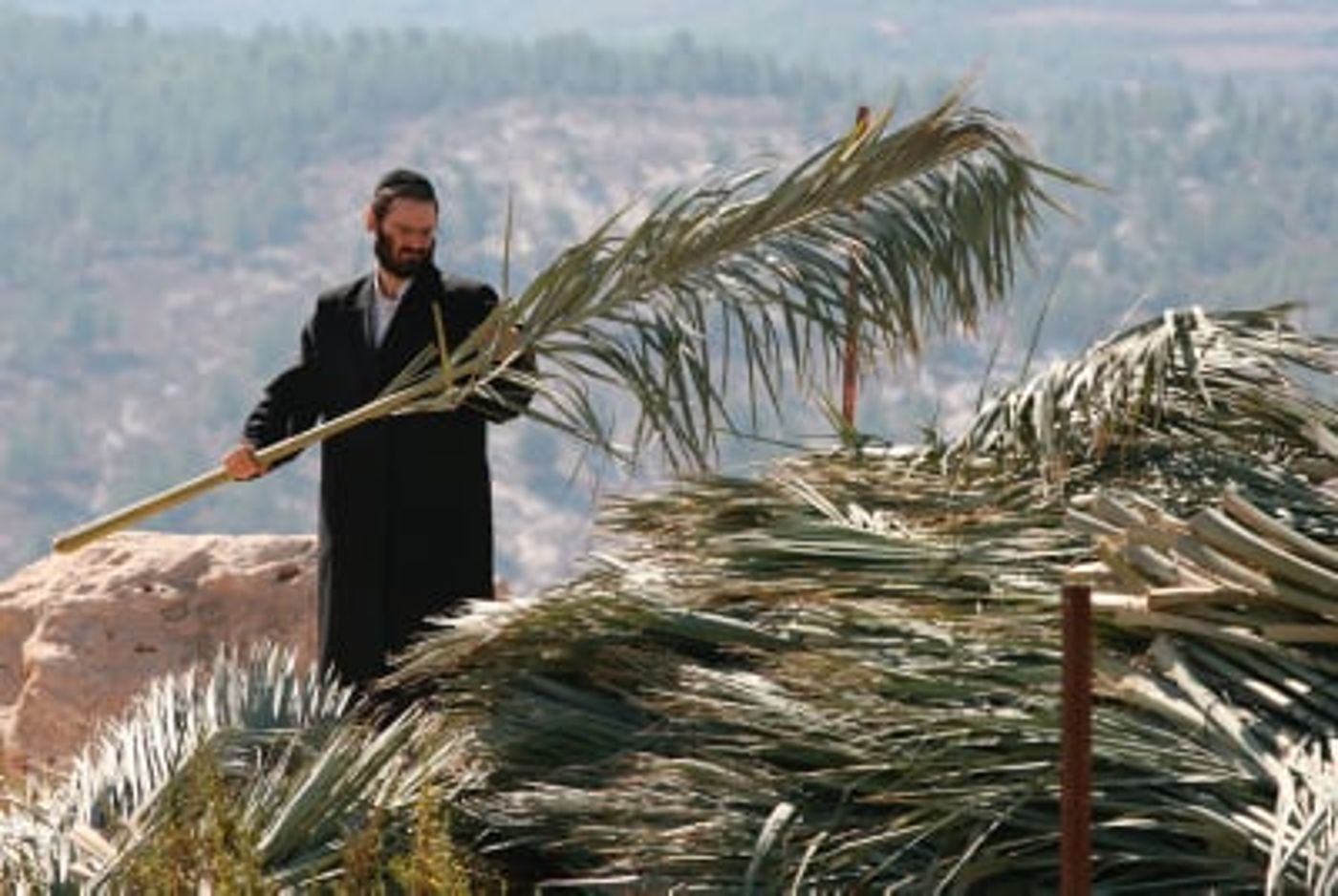 קק"ל: אל תכרתו עצים בשביל סכך, בואו לקבל אותו בחינם