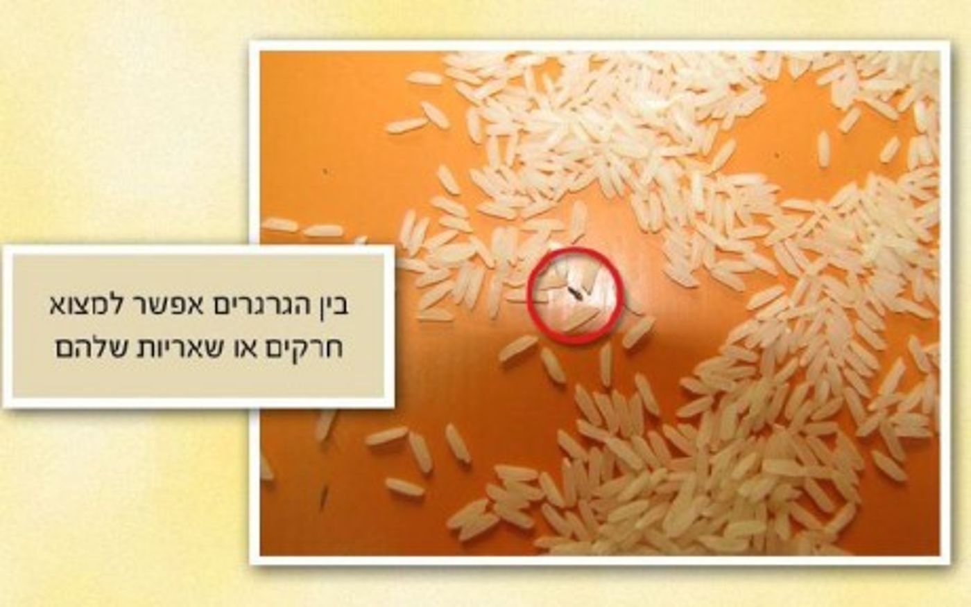 מצגת תמונות: ככה צריכים לברור אורז