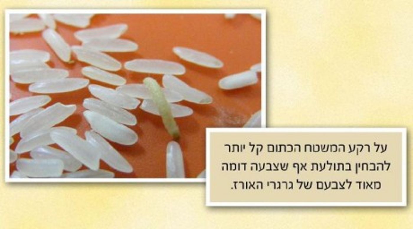 מצגת תמונות: ככה צריכים לברור אורז
