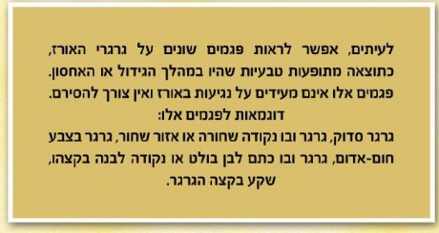 מצגת תמונות: ככה צריכים לברור אורז