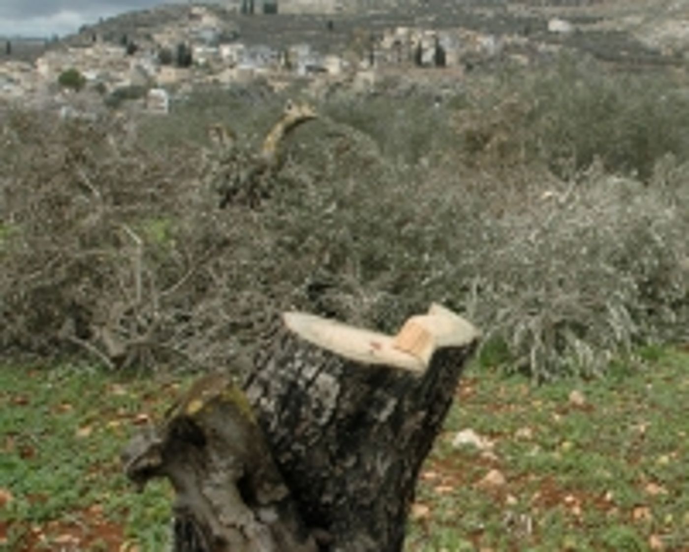 השתיקה הירוקה –  הטרור החקלאי שלא תשמעו עליו