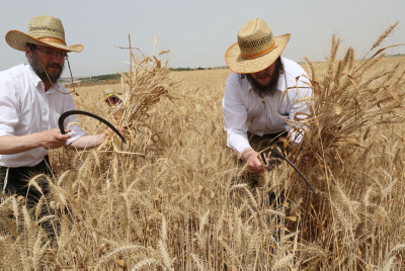 מגל זה: קוצרים חיטה לקמח עבור מצות עבודת יד