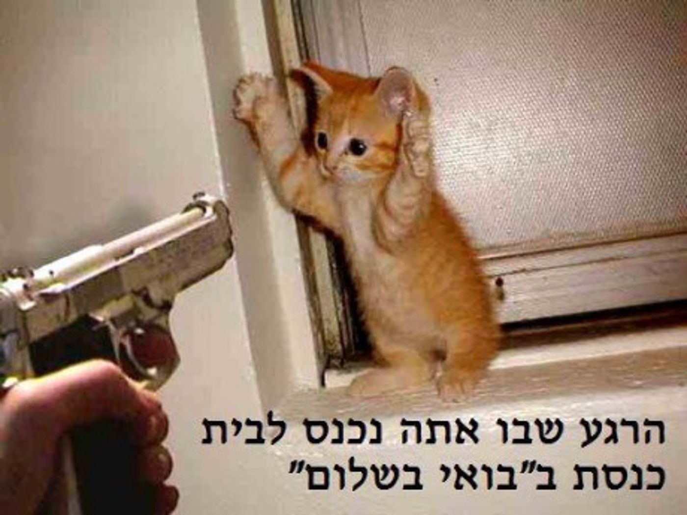 קבלו: מיטב הסטטוסים של 'דוסים מצייצים' לחודש אב