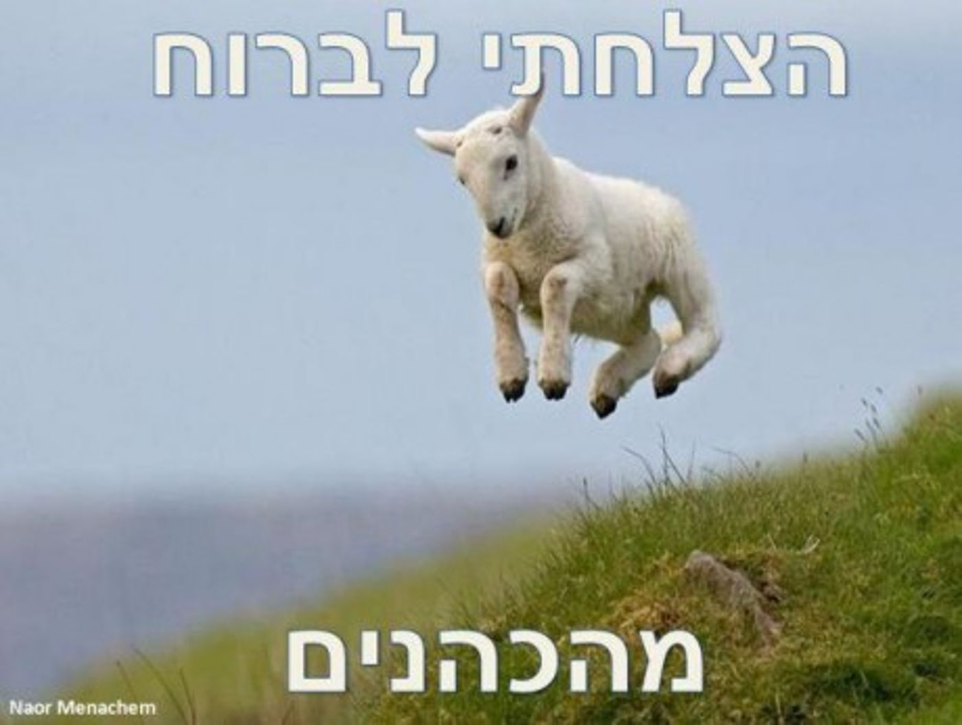מצעד דוסים מצייצים: הממים הכי מצחיקים של הסרוגים