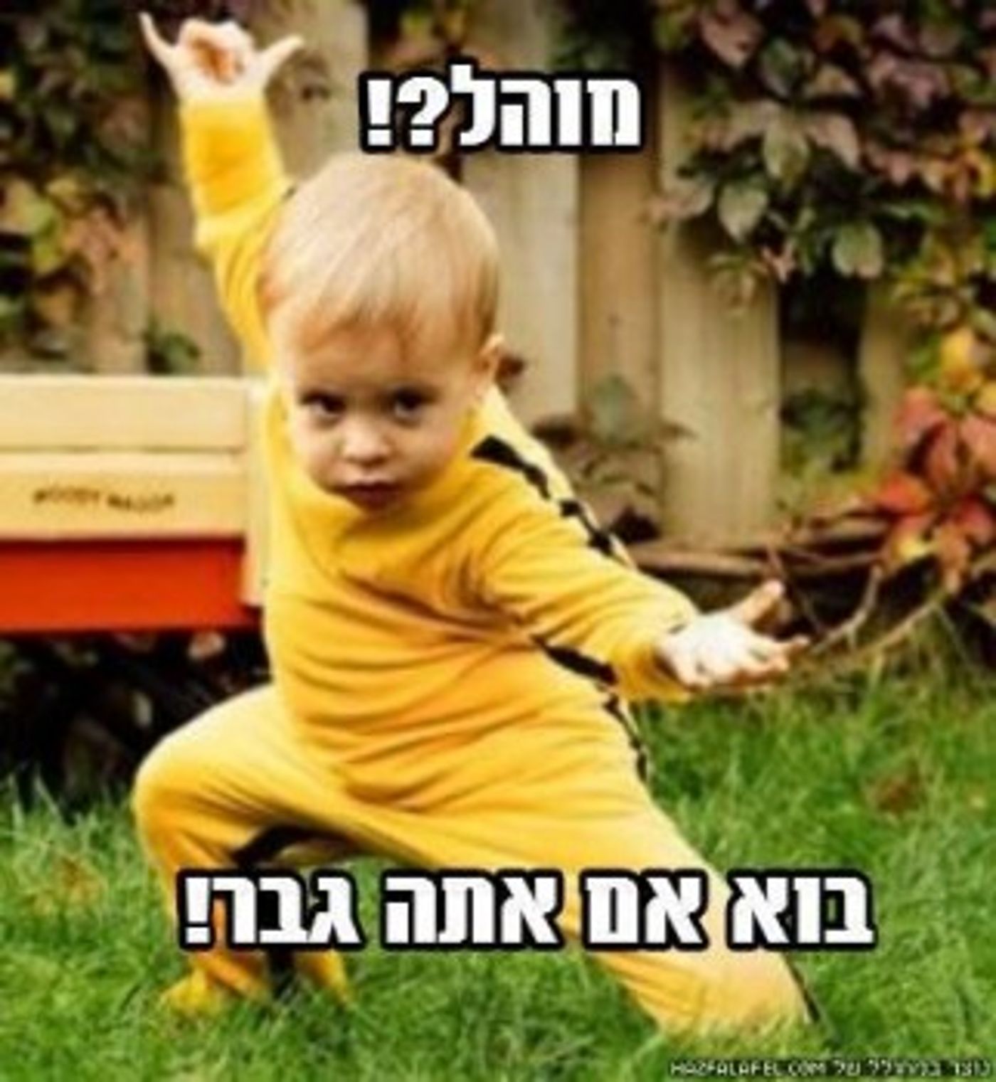 מצעד דוסים מצייצים 24: הממים האהובים ביותר השבוע