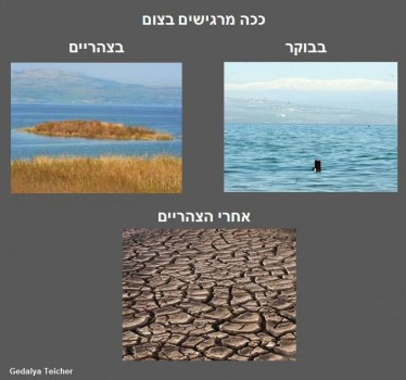 מצעד דוסים מצייצים 27: הממים האהובים ביותר השבוע