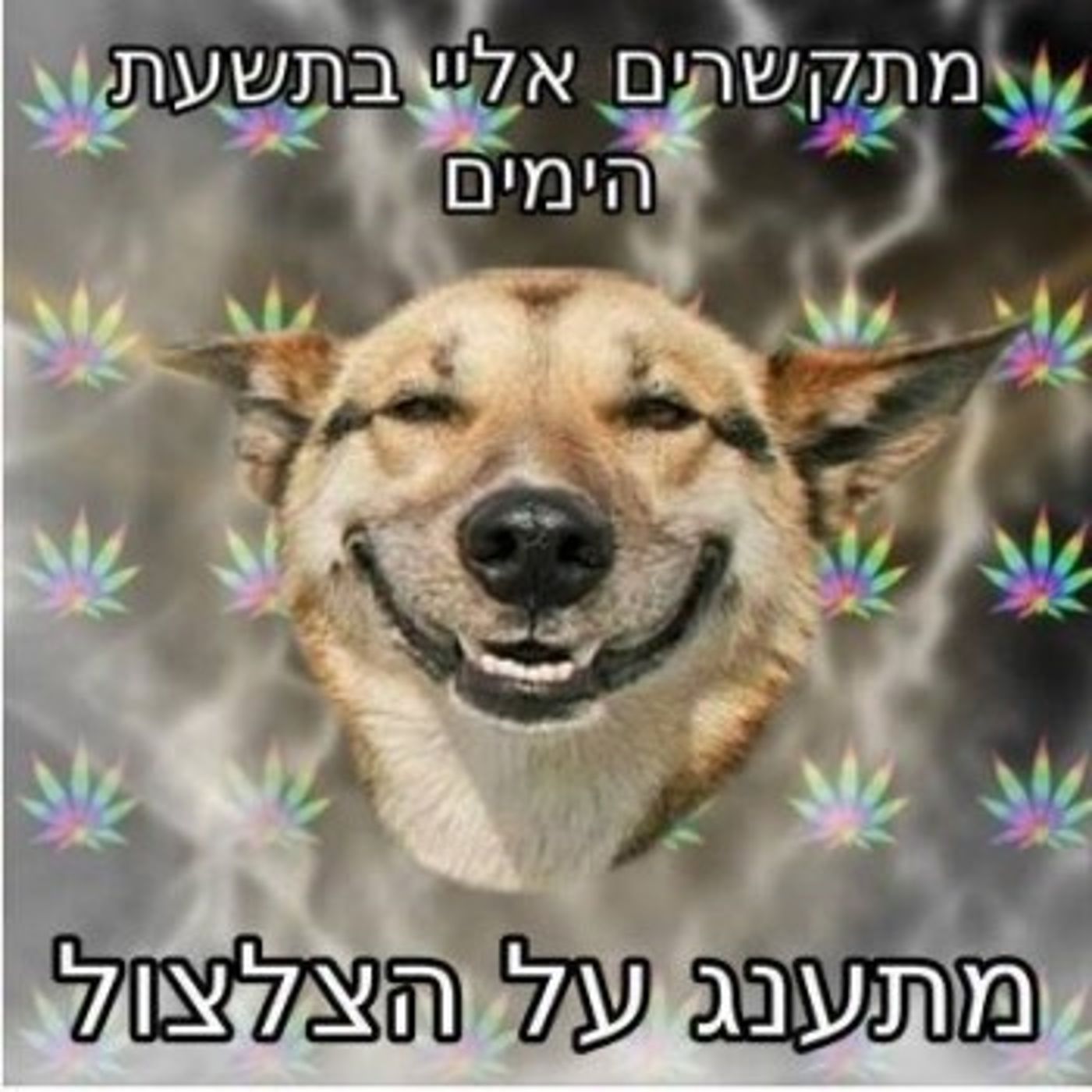מצעד דוסים מצייצים 30: הממים האהובים ביותר השבוע