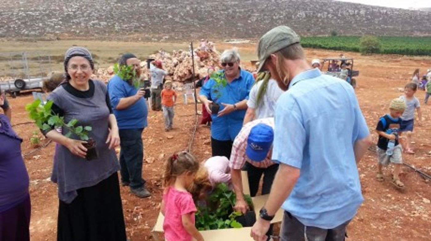 החברים נטעו 15 דונם בכרם של צביקי ומחכים לחנינה