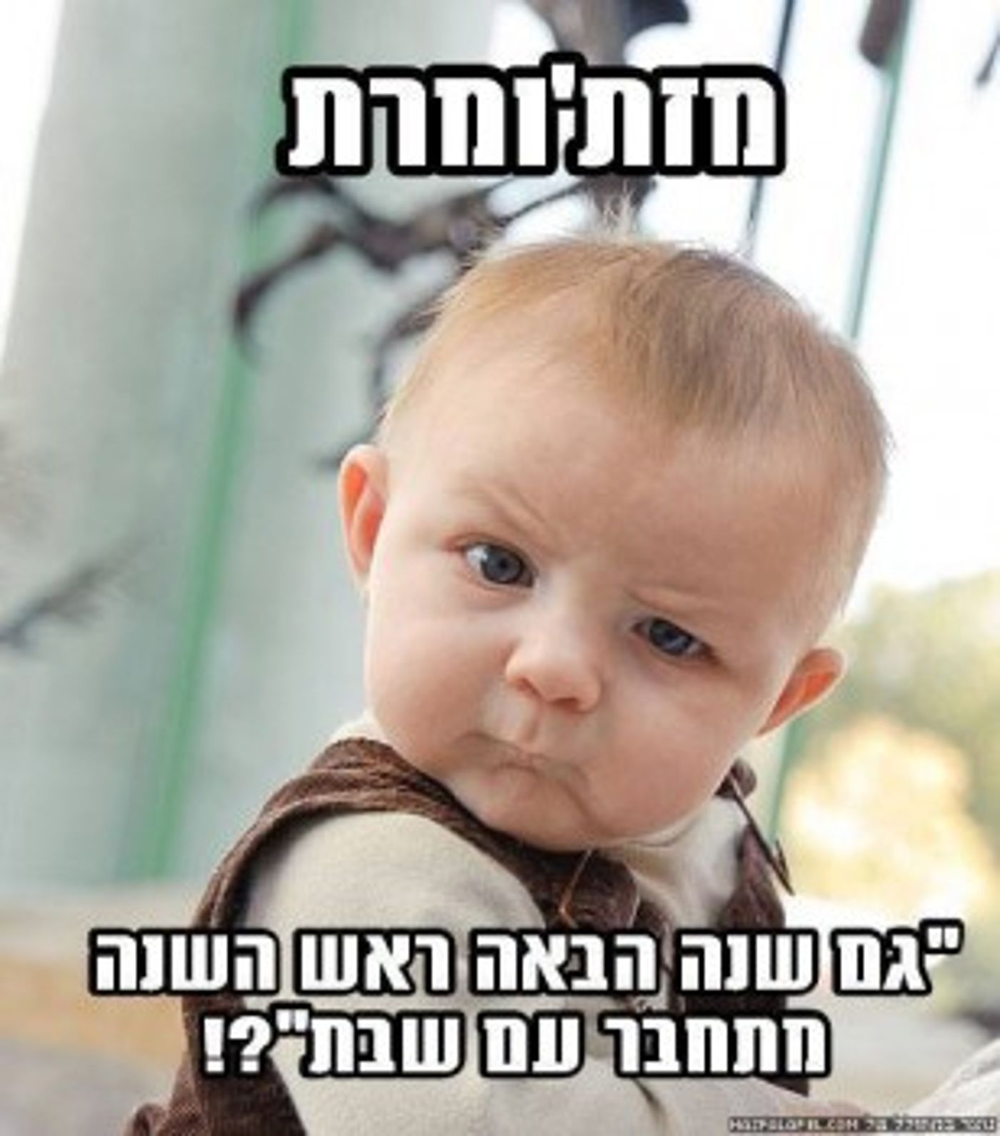 מצעד דוסים מצייצים 36: הממים האהובים ביותר השבוע