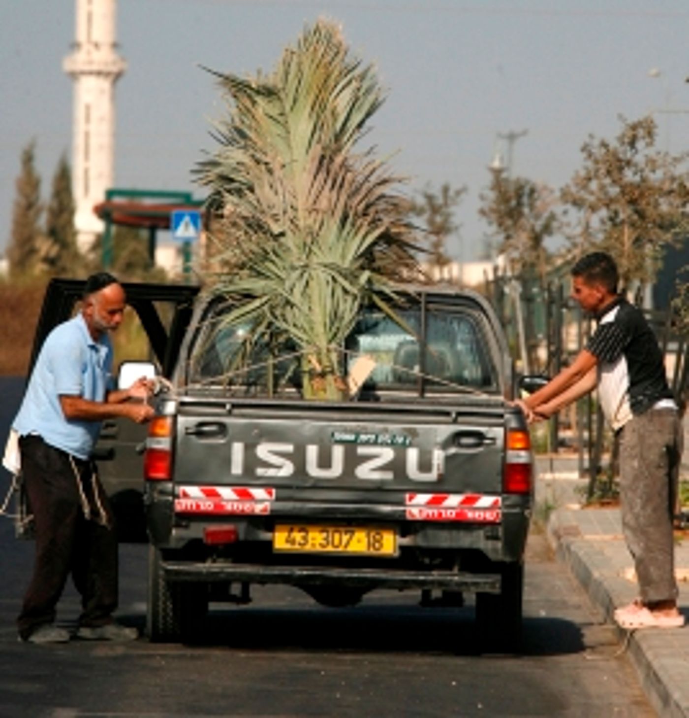 להפחית פגיעה בעצים: קק"ל תחלק סכך חינם