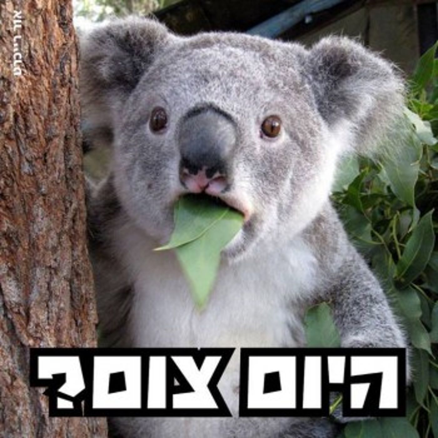 מצעד דוסים מצייצים 37: הממים האהובים ביותר השבוע