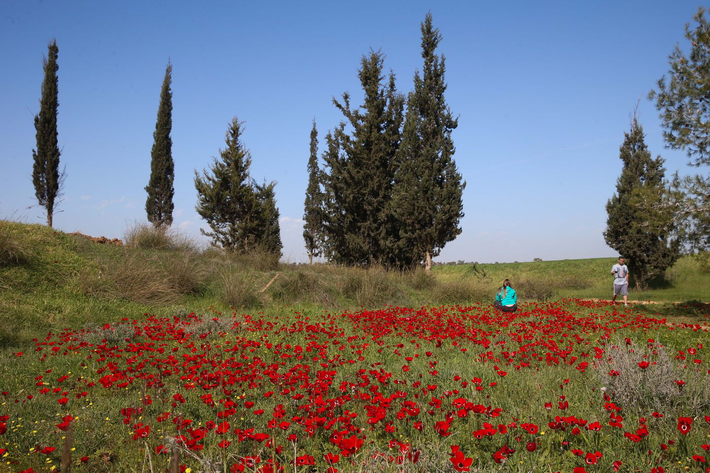 מסלול לט"ו בשבט: כלניות ורקפות במרכז הארץ