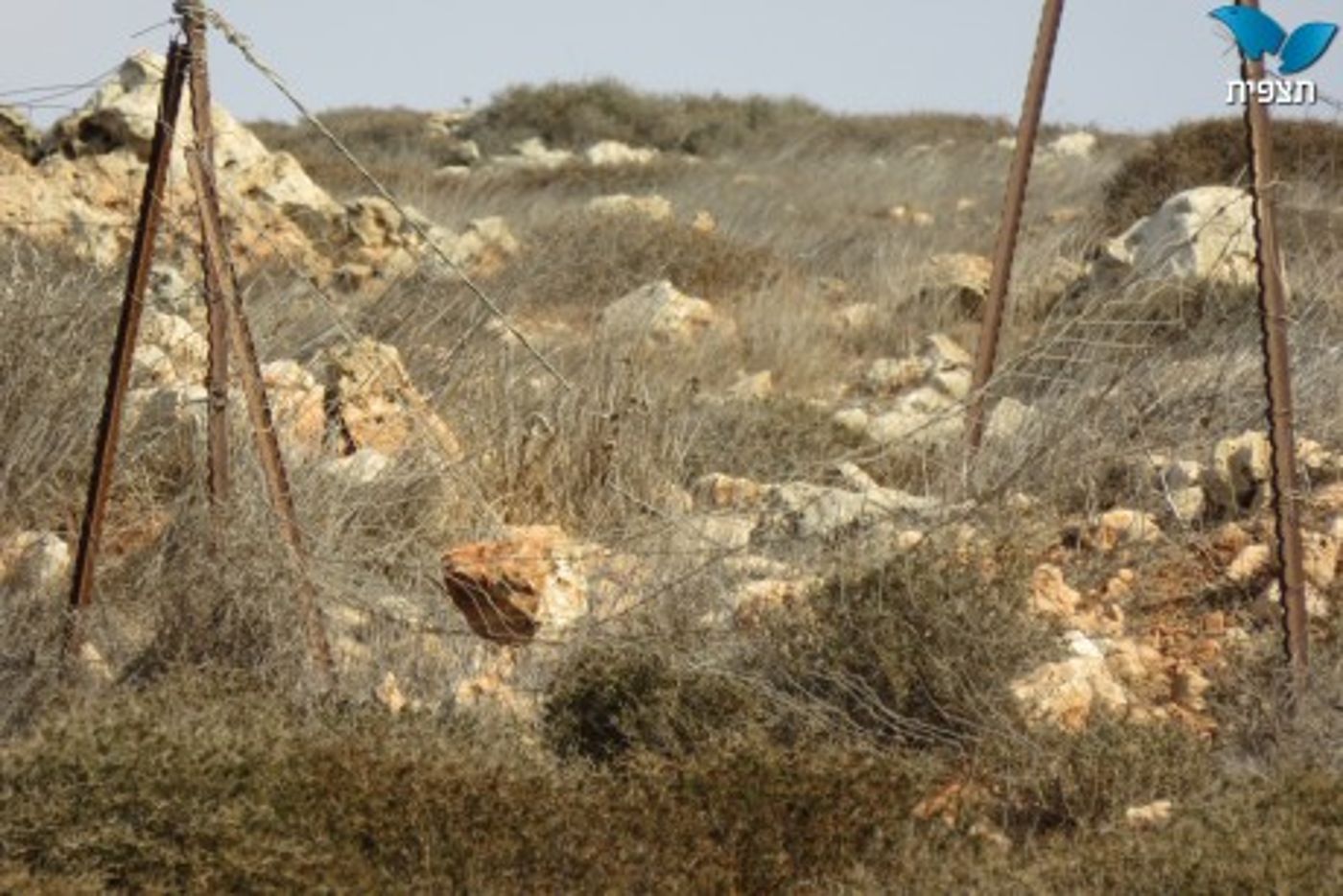 טרור חקלאי: כאלף גפנים הושחתו ונכרתו בגוש שילה