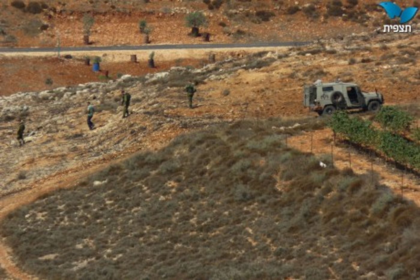 טרור חקלאי: כאלף גפנים הושחתו ונכרתו בגוש שילה