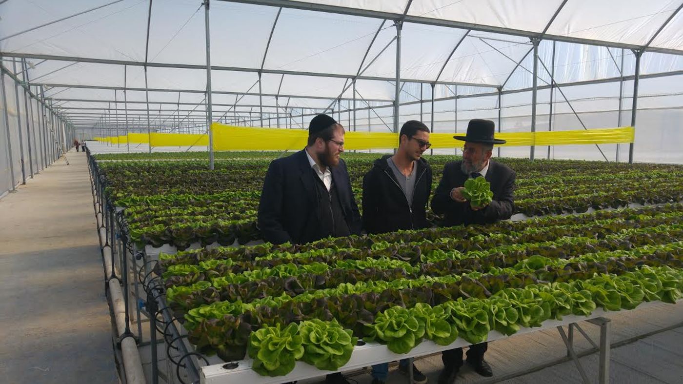 פסק ההלכה שהציל לחקלאי החילוני מליוני שקלים