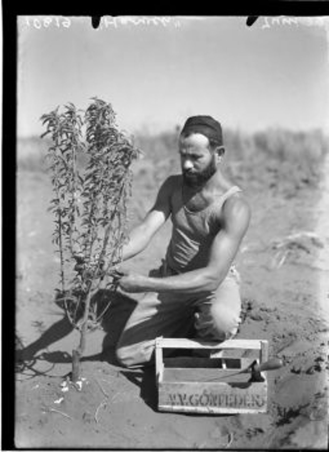 חקלאי בכפר הרא"ה (זולטן קלוגר)