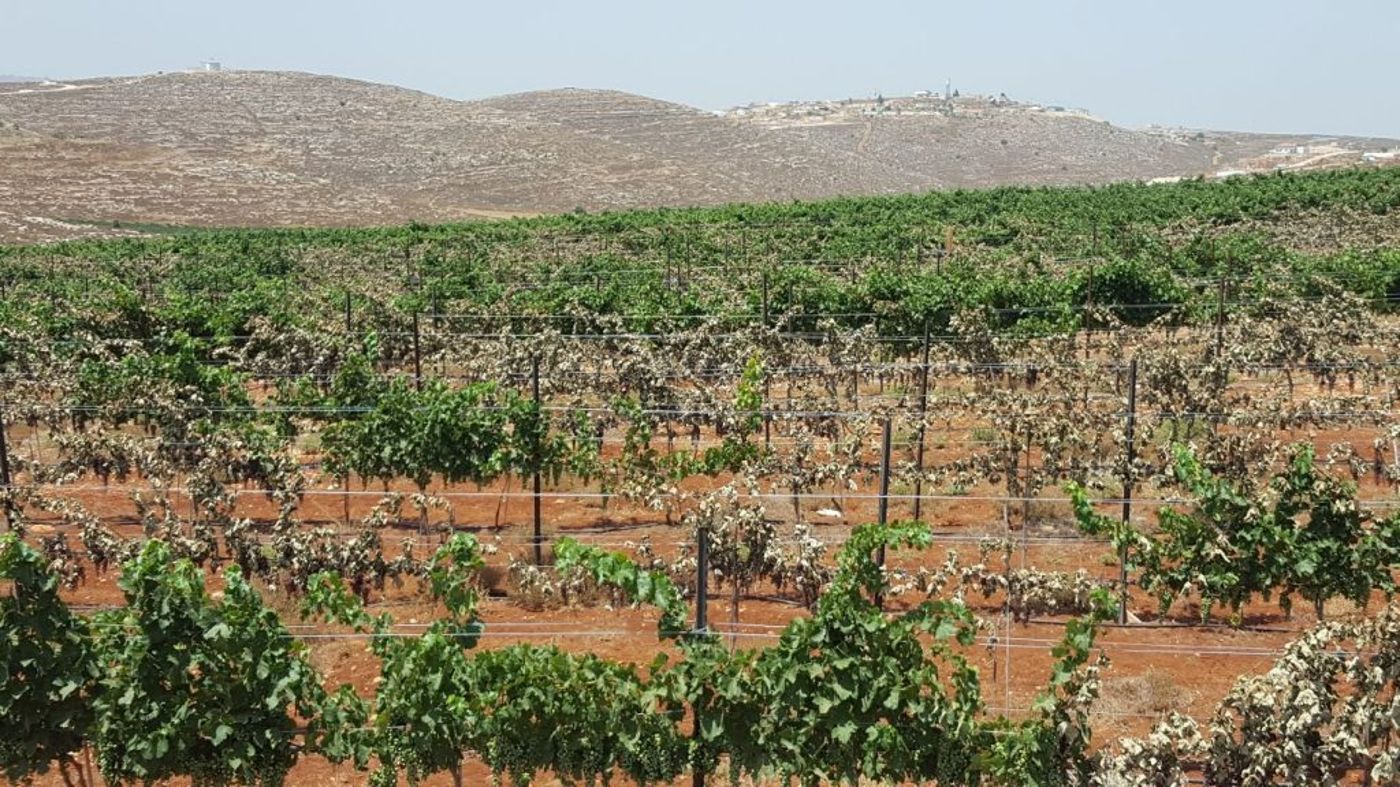 הגפנים המיובשות בכרם של צביקי סטרוק (מועצה אזורית בנימין)