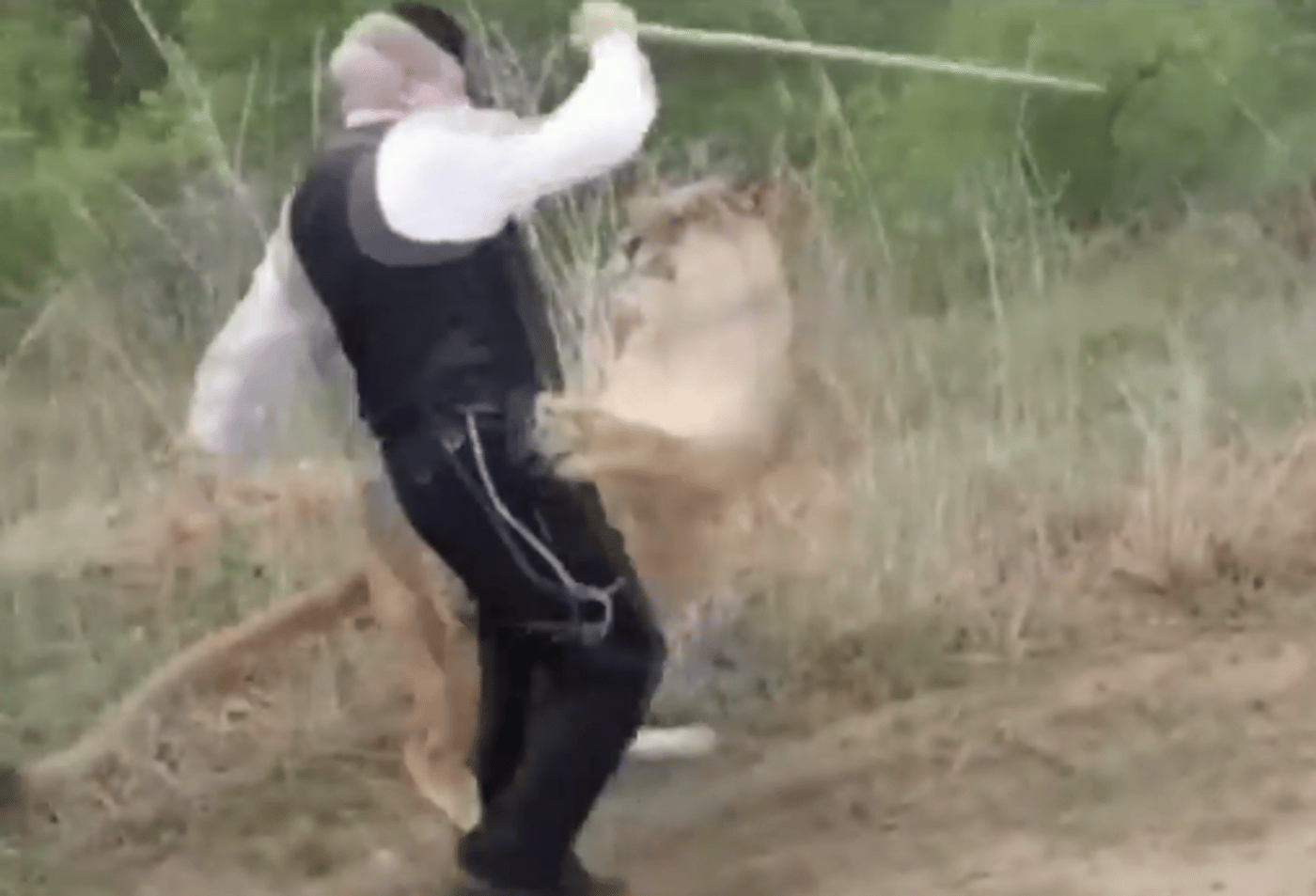 יהודה משי זהב הותקף ע"י לביאה ופונה לביה"ח. צפו