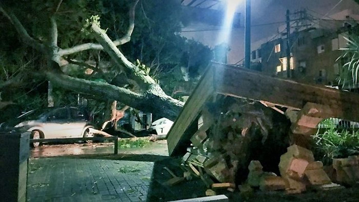 עץ קרס בשדרות יהודית בתל אביב