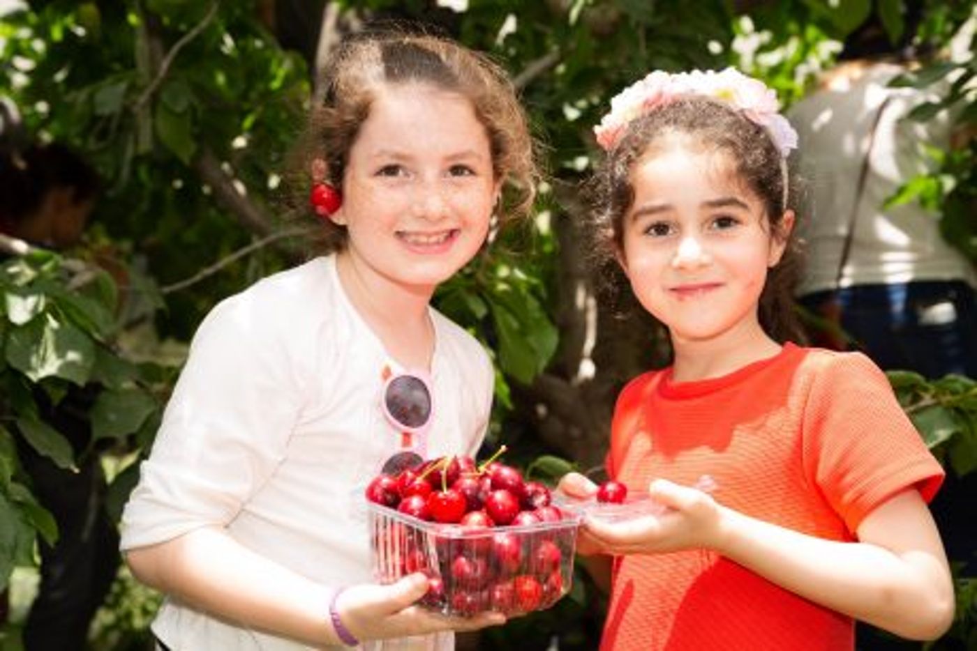 גלריה: עשרת אלפים איש בפסטיבל הדובדבנים