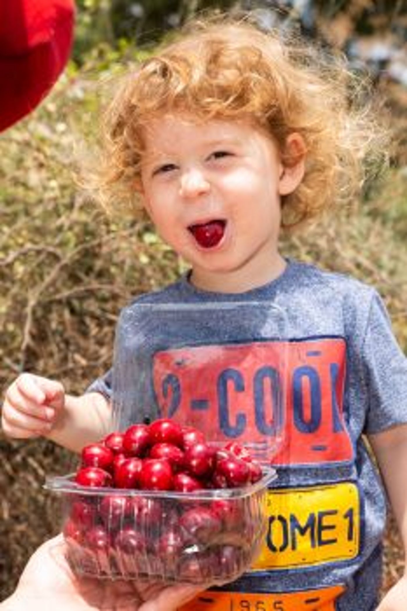 גלריה: עשרת אלפים איש בפסטיבל הדובדבנים