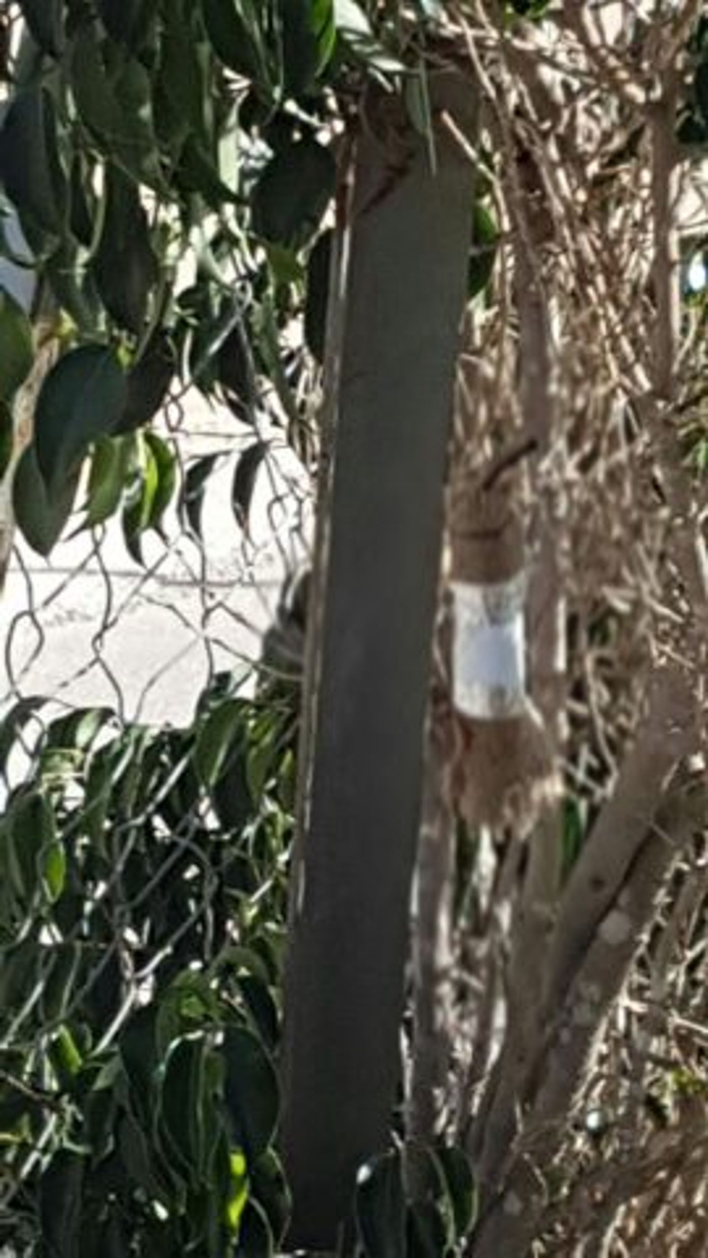 הטווח הוגדל: חמאס שיגר בלוני תבערה לשדרות