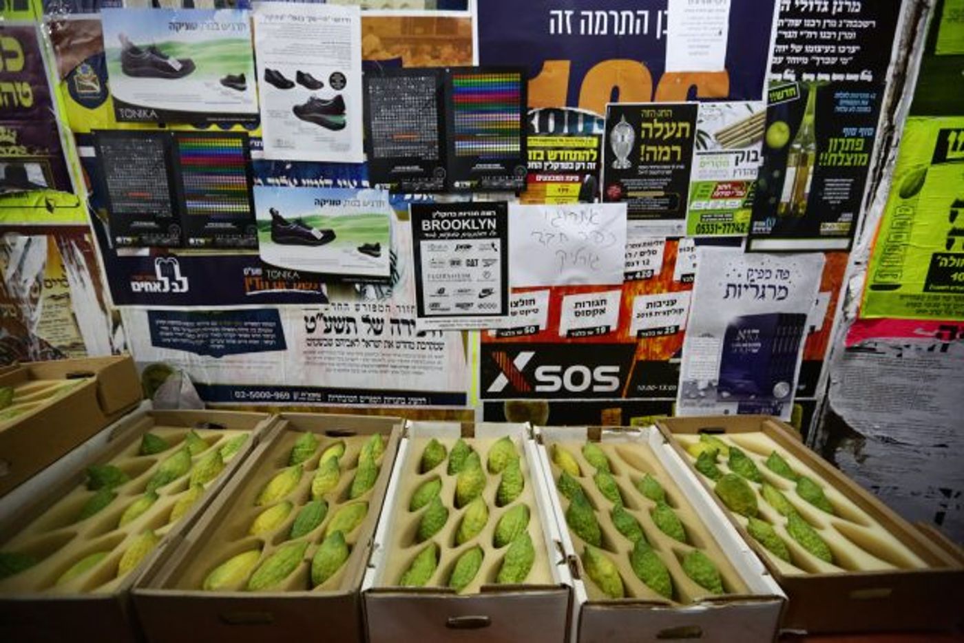 גלריה • 4 המינים ובניית סוכה: ההכנות לחג בירושלים