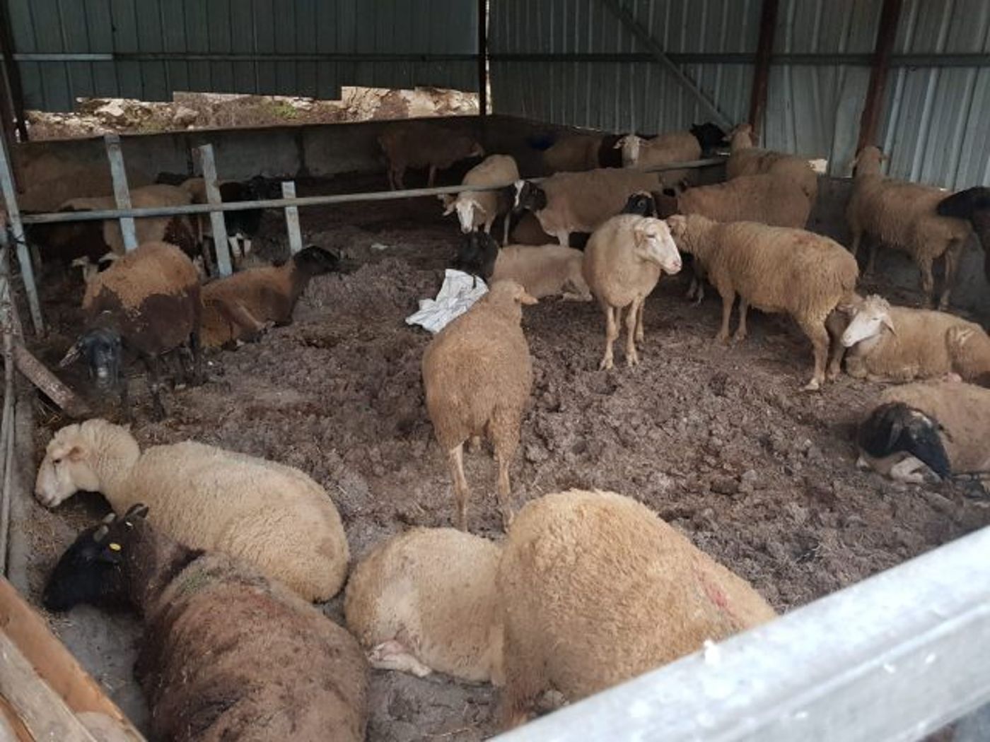 העדר לאחר שהוחזר (דוברות המשטרה)