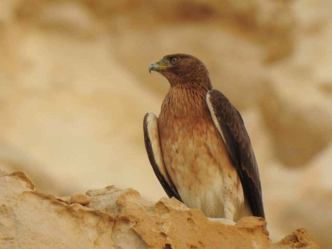 עיט ניצי – צילום יבגני קמינסקי רשות הטבע והגנים