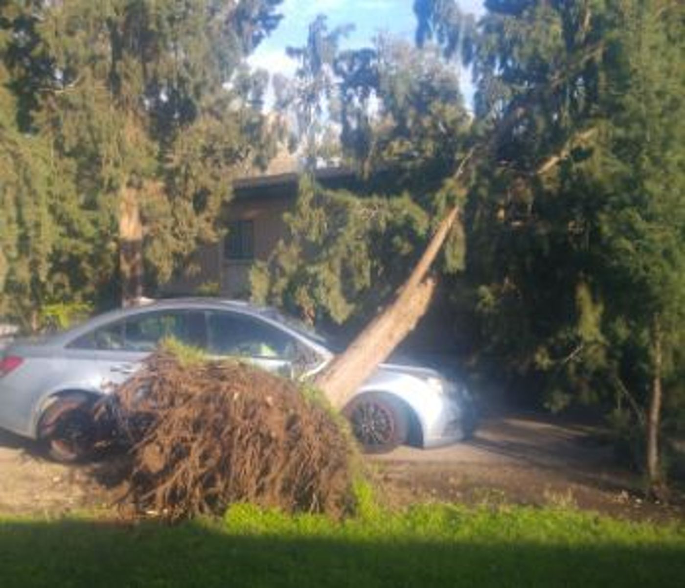צפו: עץ נעקר מהמקום וקורס ליד אנשים