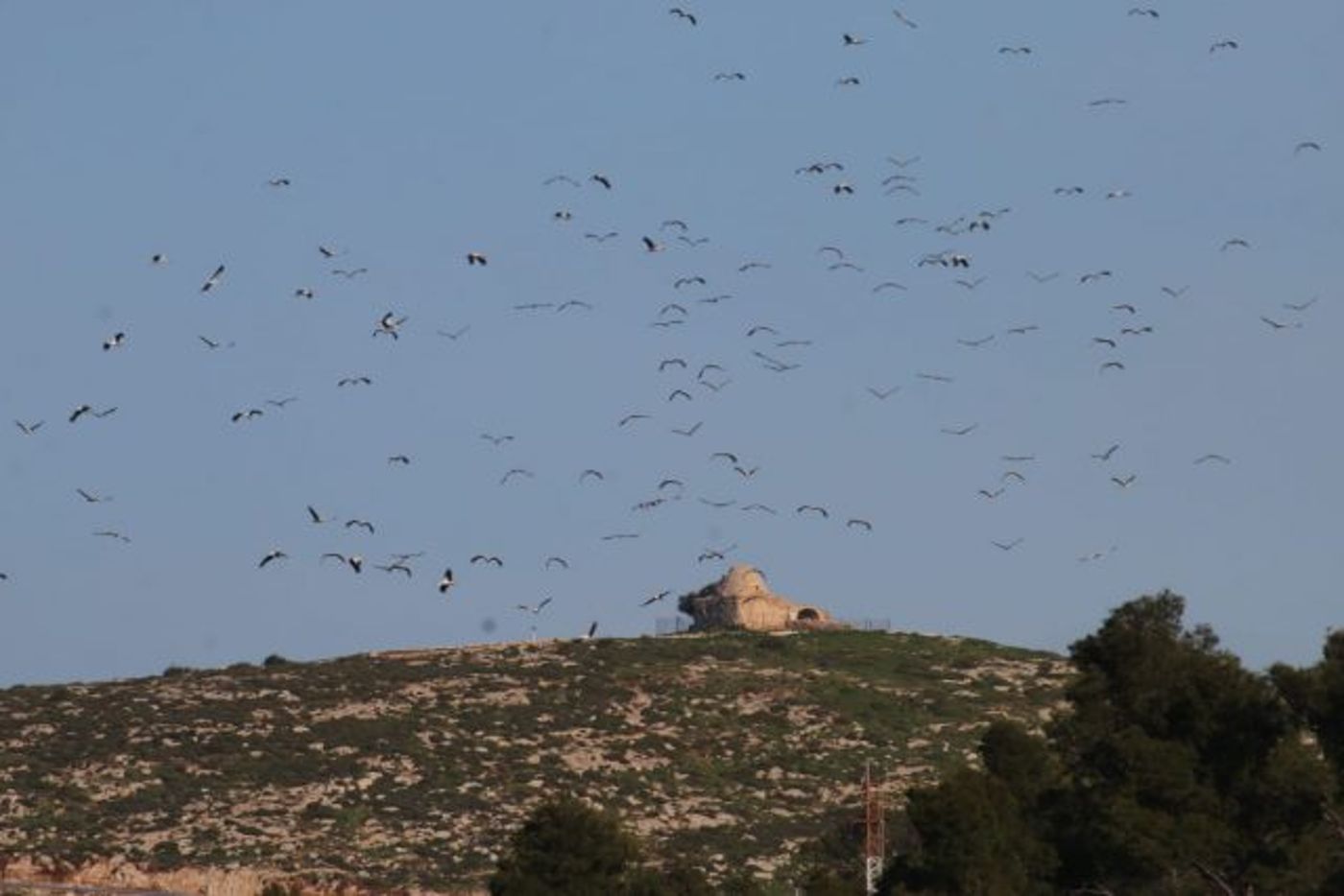 גלריה מרהיבה: אלפי חסידות באלון מורה