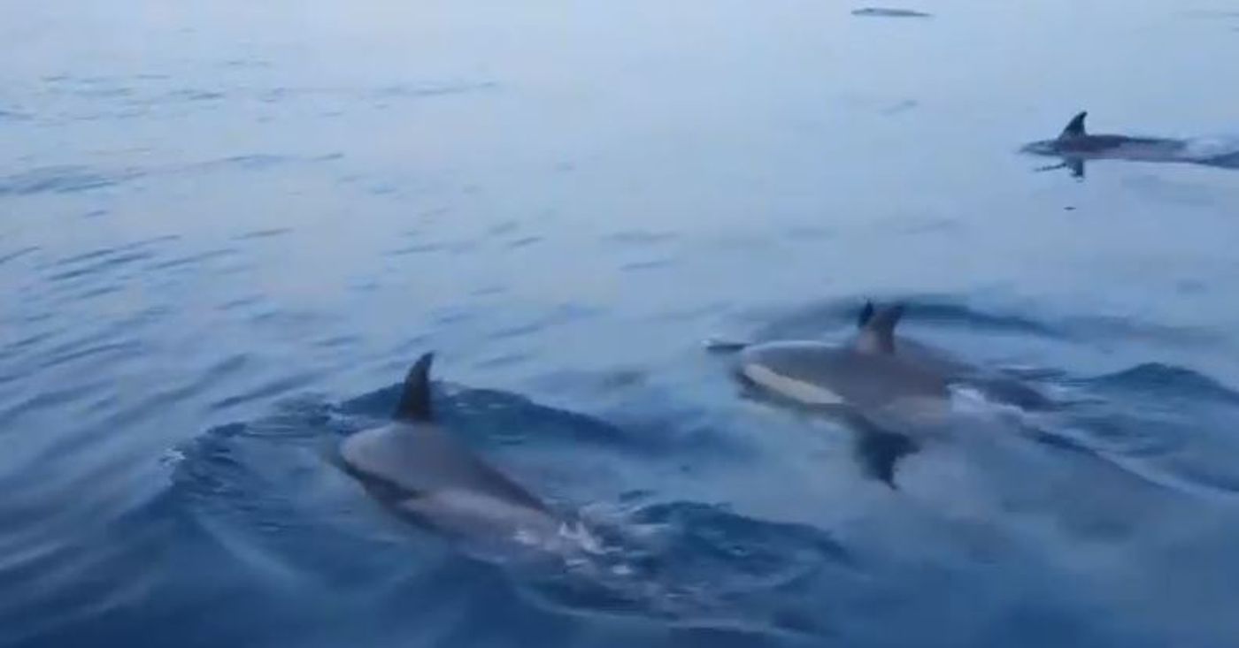 מרהיב: דולפינים הפתיעו את השיטור הימי באשדוד- צפו