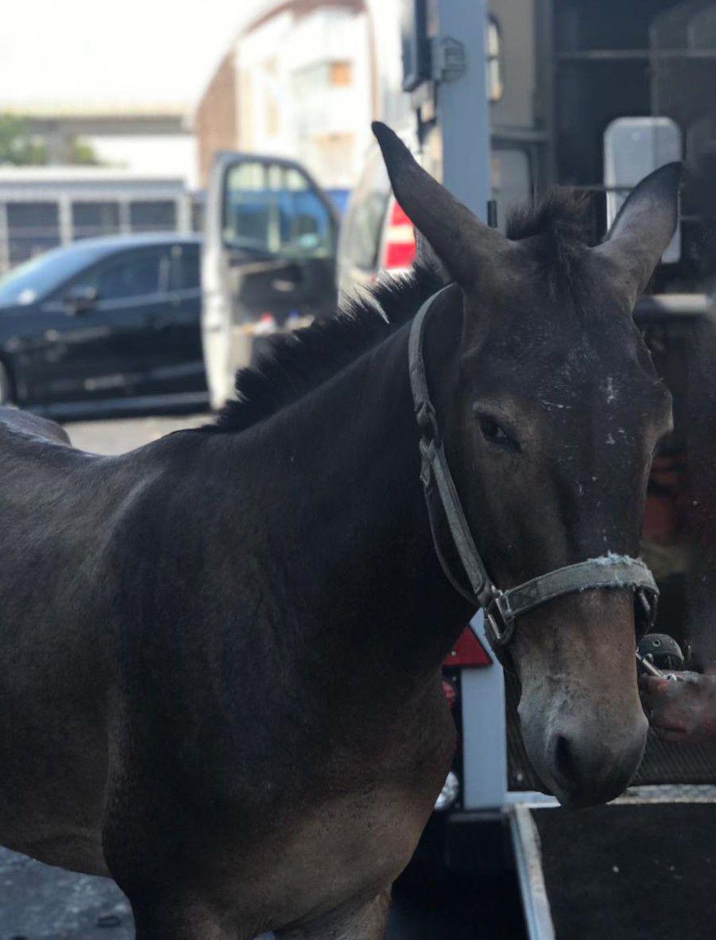 מצא עצמו בנתב"ג