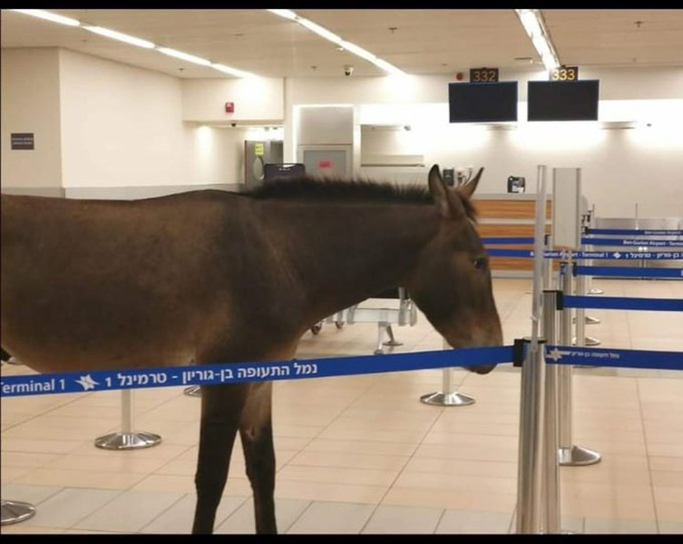 צפו: אורח מפתיע הגיע לנתב"ג