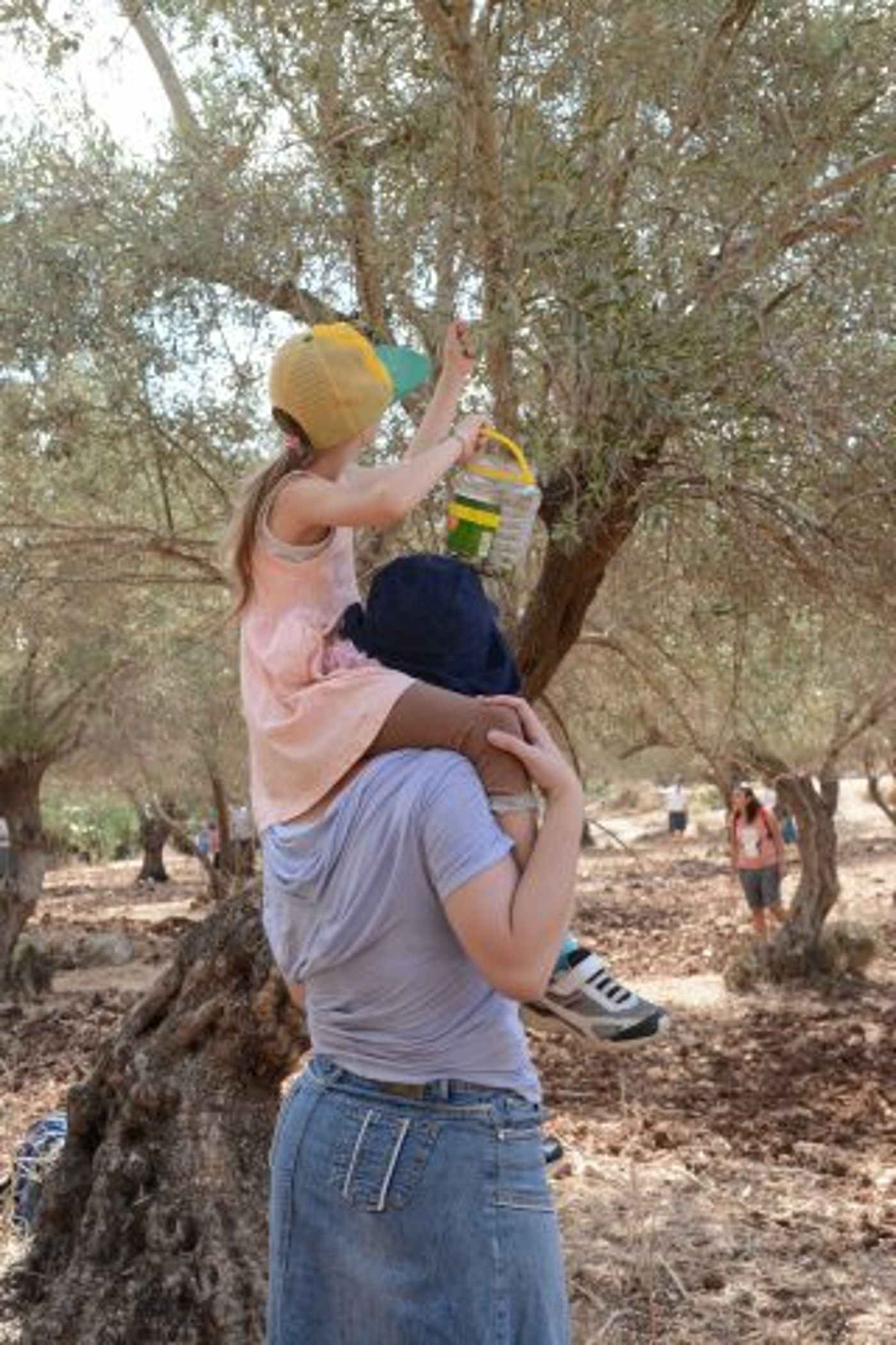 מסיק זיתים.