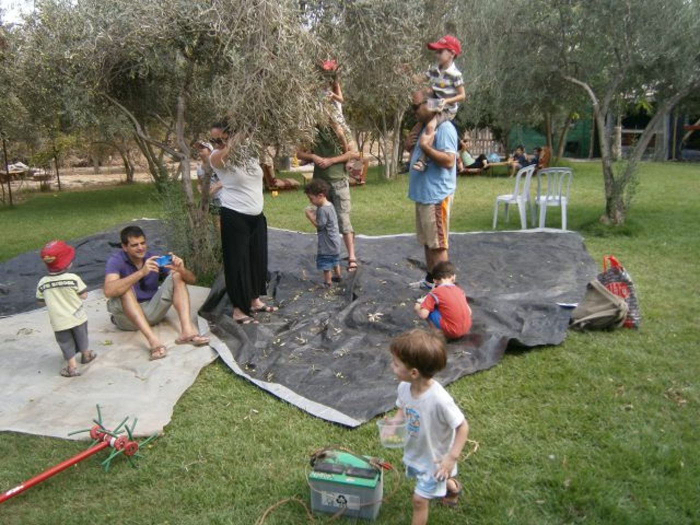 מסיק בחוות-הזיתים-אלאדין