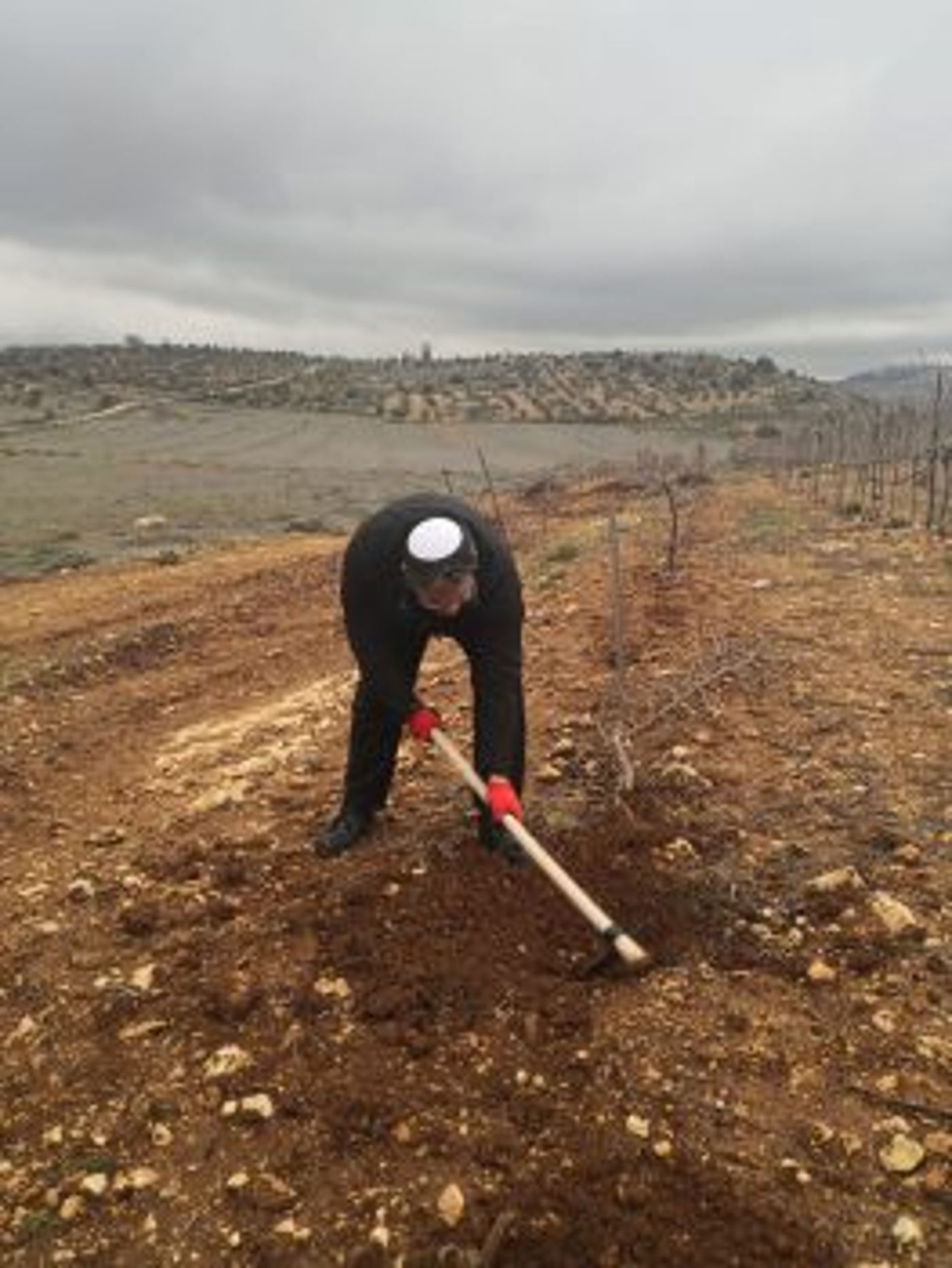 כך הולכים המועמדים: לפני הבחירות, יוצאים לנטיעות