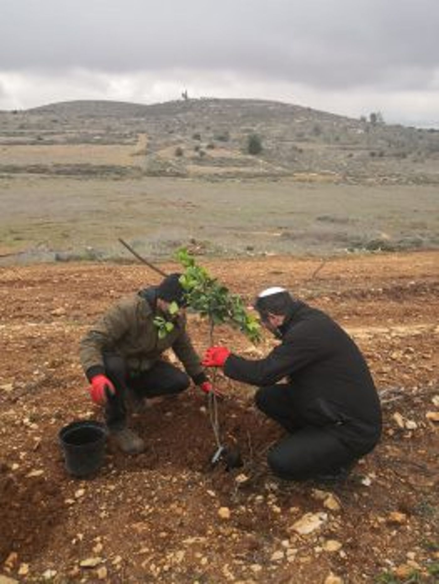 כך הולכים המועמדים: לפני הבחירות, יוצאים לנטיעות