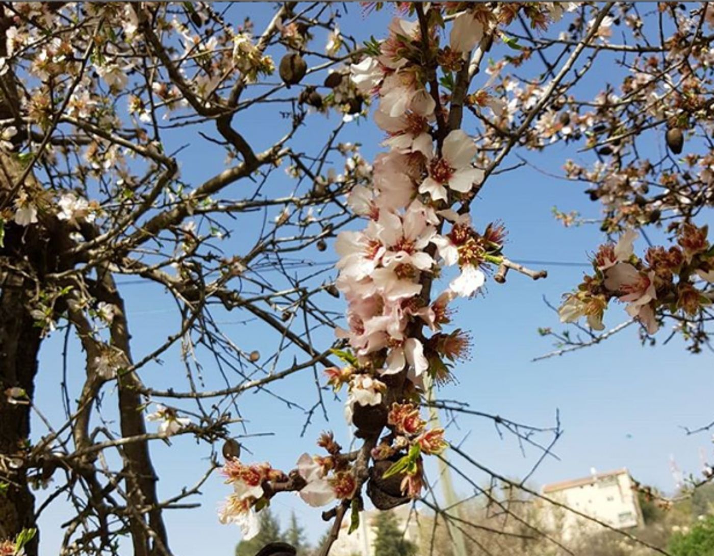 שקדיה