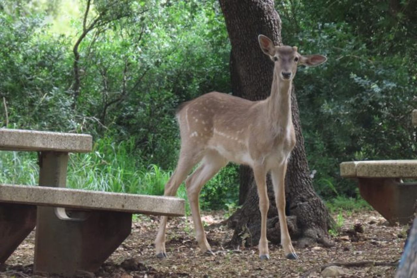 יחמור פרסי משוטט בשוויצריה הקטנה בשמורת פארק הכרמל- צילום רן פרץ רשות הטבע והגנים)