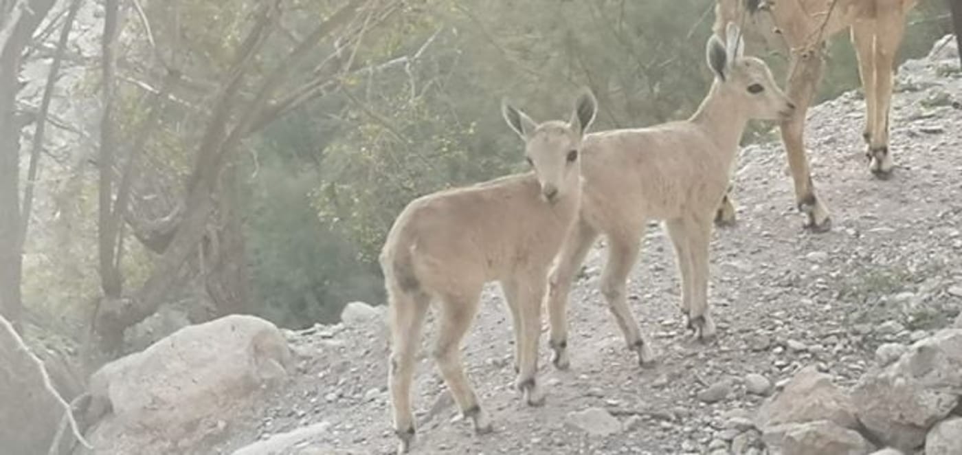 יעלים בשבילי הטיול בשמורת עין גדי – צילום נופר כהן רשות הטבע והגנים