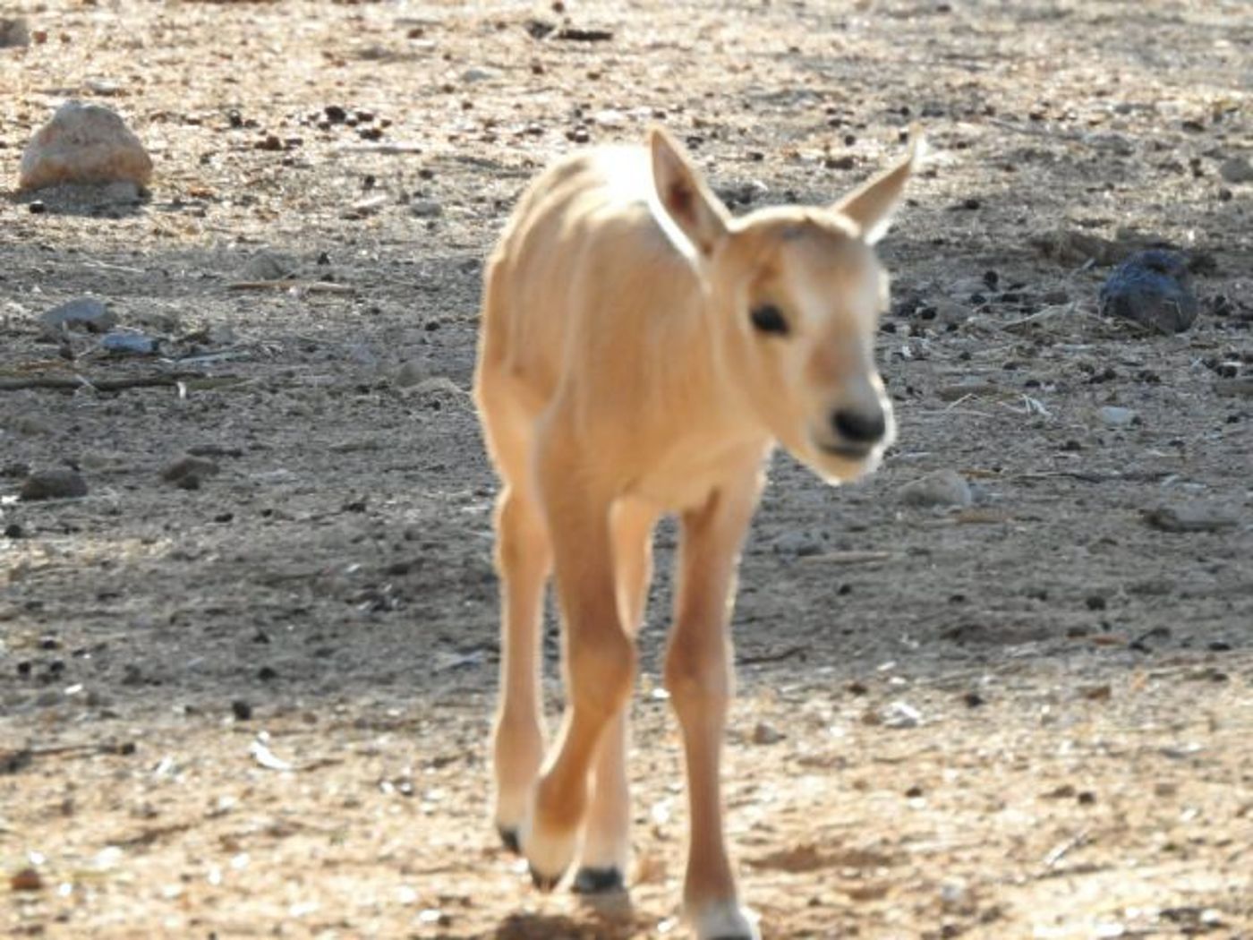 מזל טוב: ראמים קטנטנים נולדו בחי בר ביוטבתה