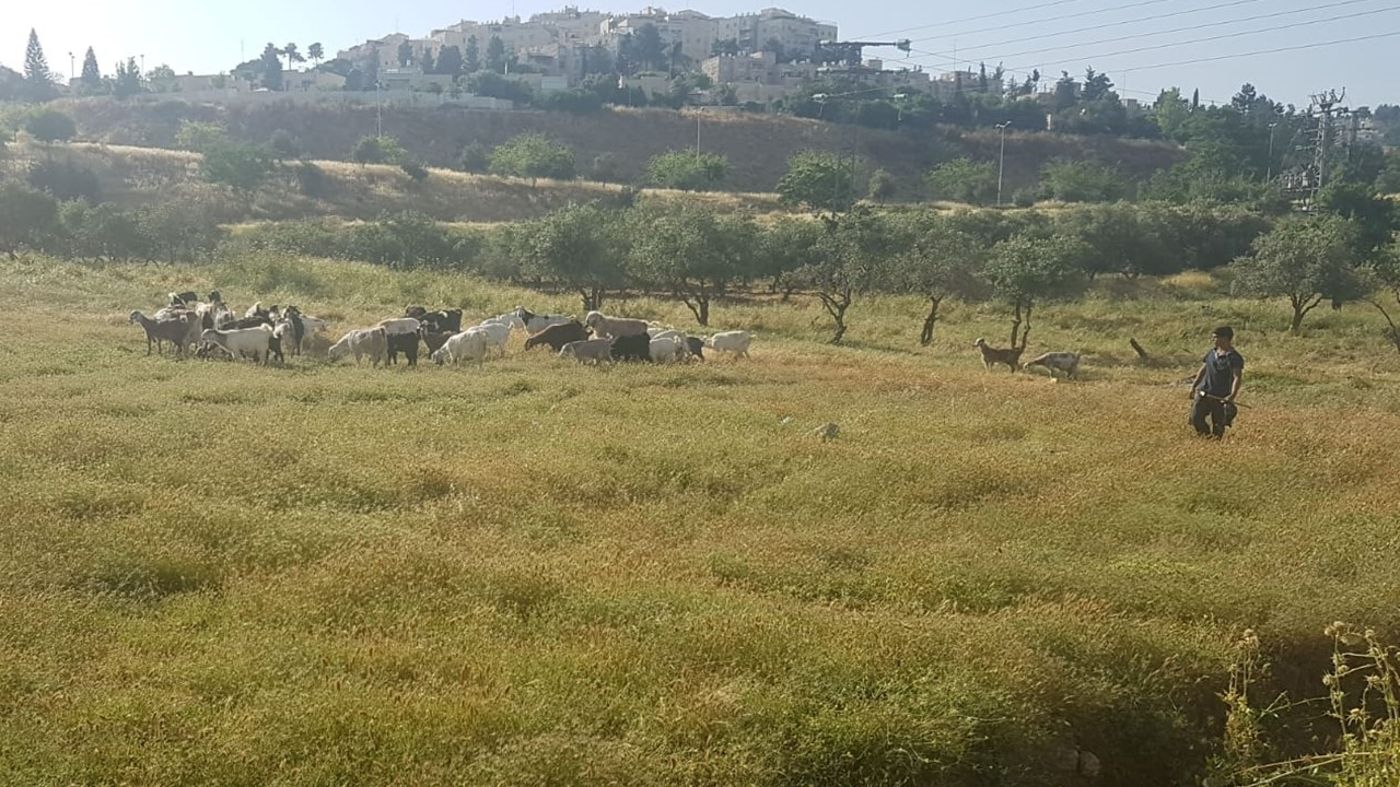 היחידה למלחמה בשריפות בירושלים: עיזים וגמלים