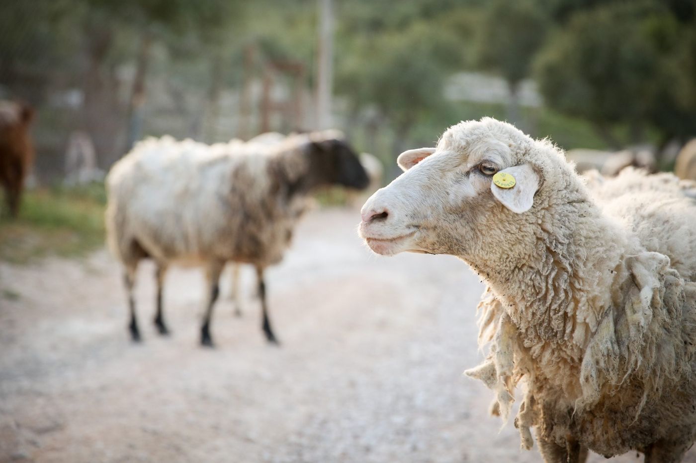 צפו: ערבי שעבד בעין חרוד גנב כבשים מהקיבוץ