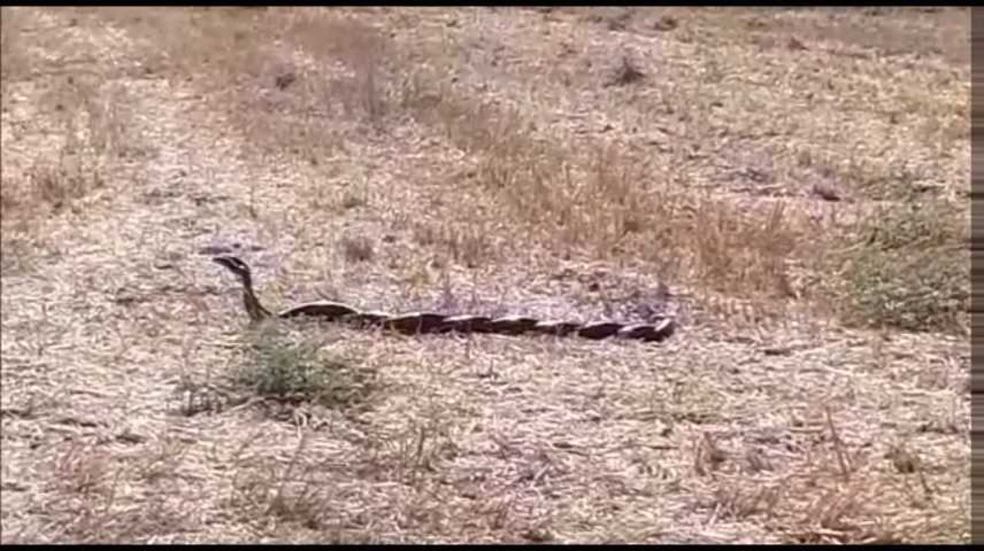חיזור גורלי: שני נחשים בריקוד מלחמה. צפו