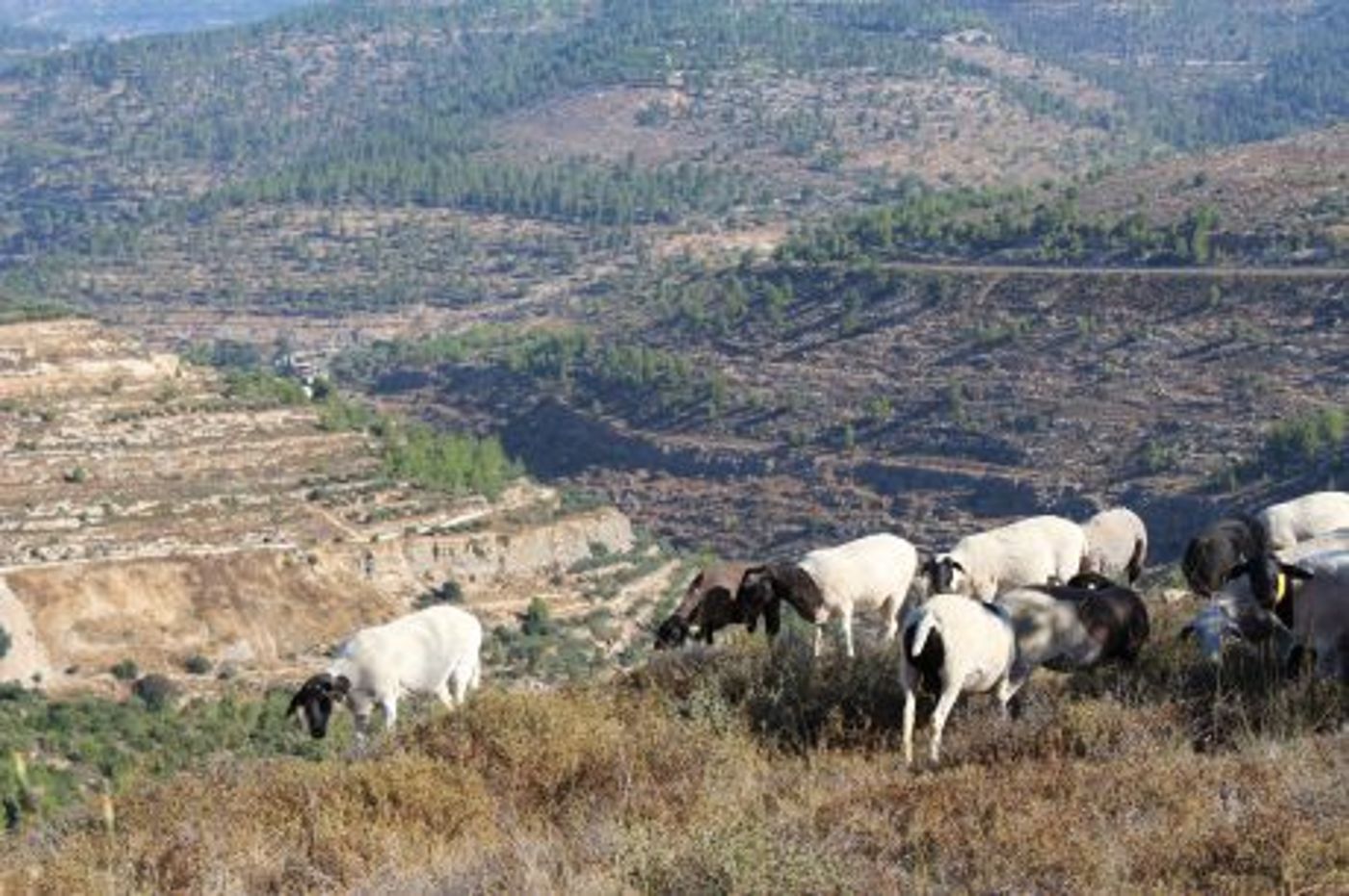 אמא של אורי אנסבכר הי"ד: "אני מדמיינת אותה למעלה מחייכת ומברכת אתכם"