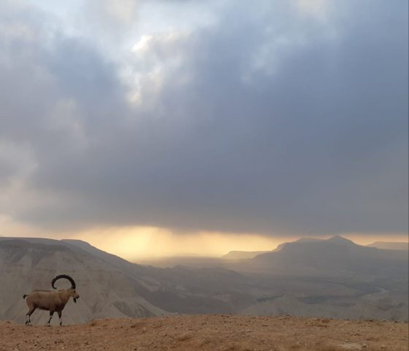 מיקי וולוקיטה, רשות הטבע והגנים
