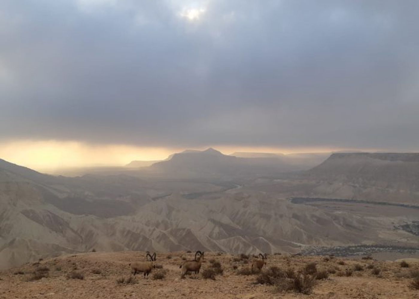 תמונת היום: עדר יעלים במדרשת בן גוריון בנגב
