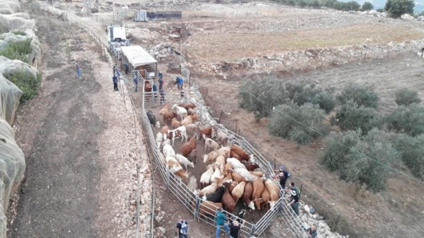 החרמת עדר הבקר (דוברות המשטרה)