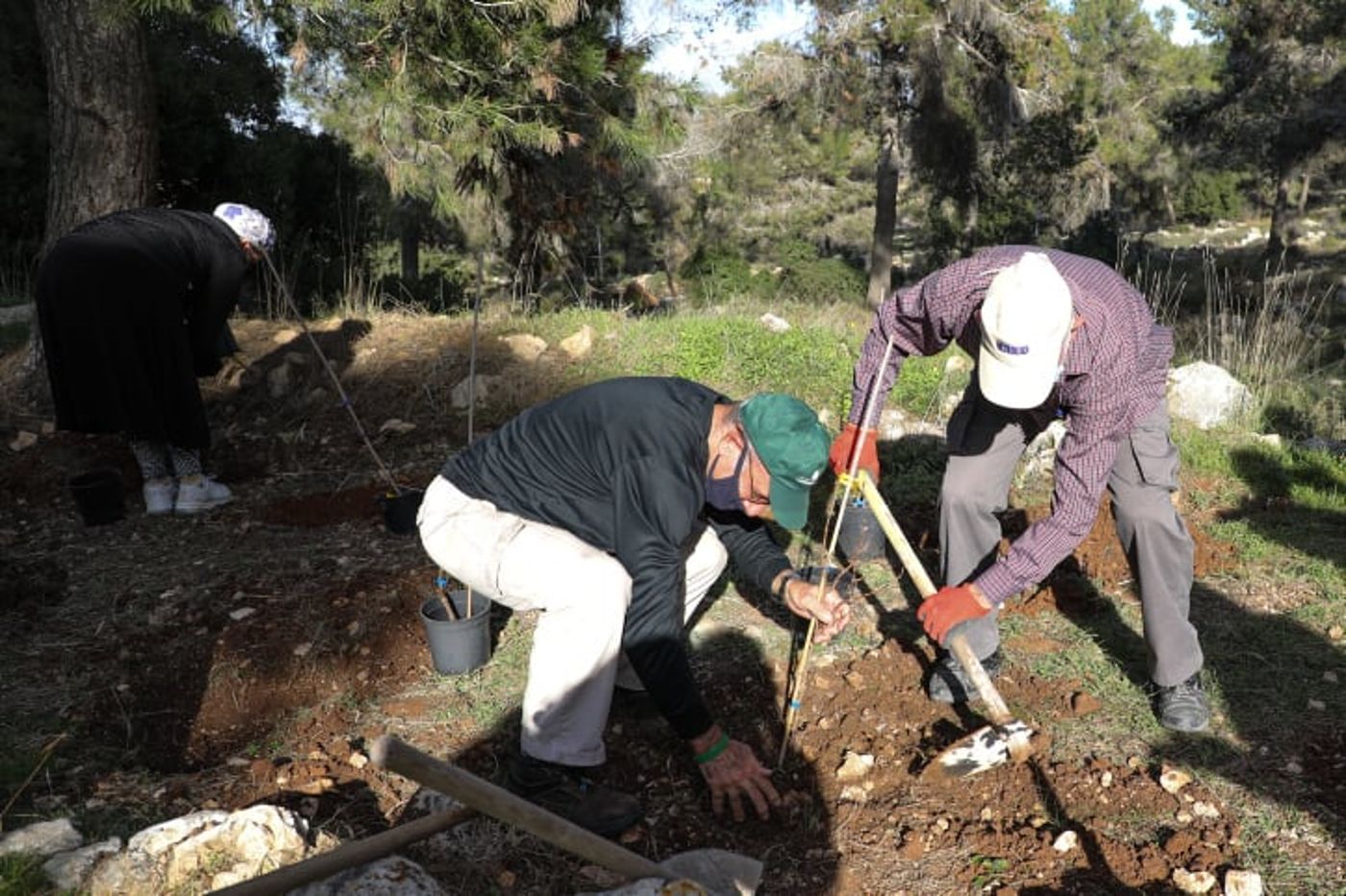 איזה עץ כדאי? 6 עצות לנטיעות בט"ו בשבט